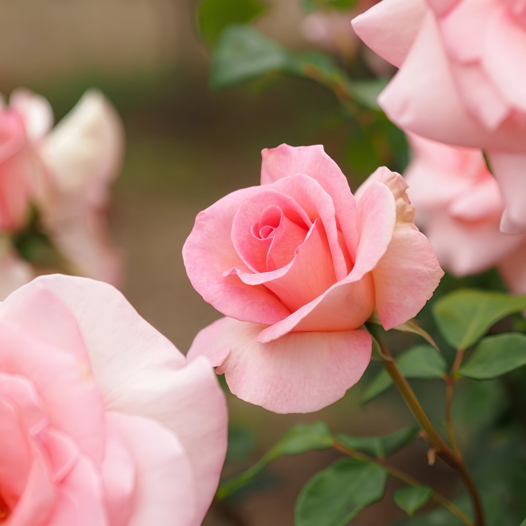 Summer Lady Rose Plant|夏日女士 image 4