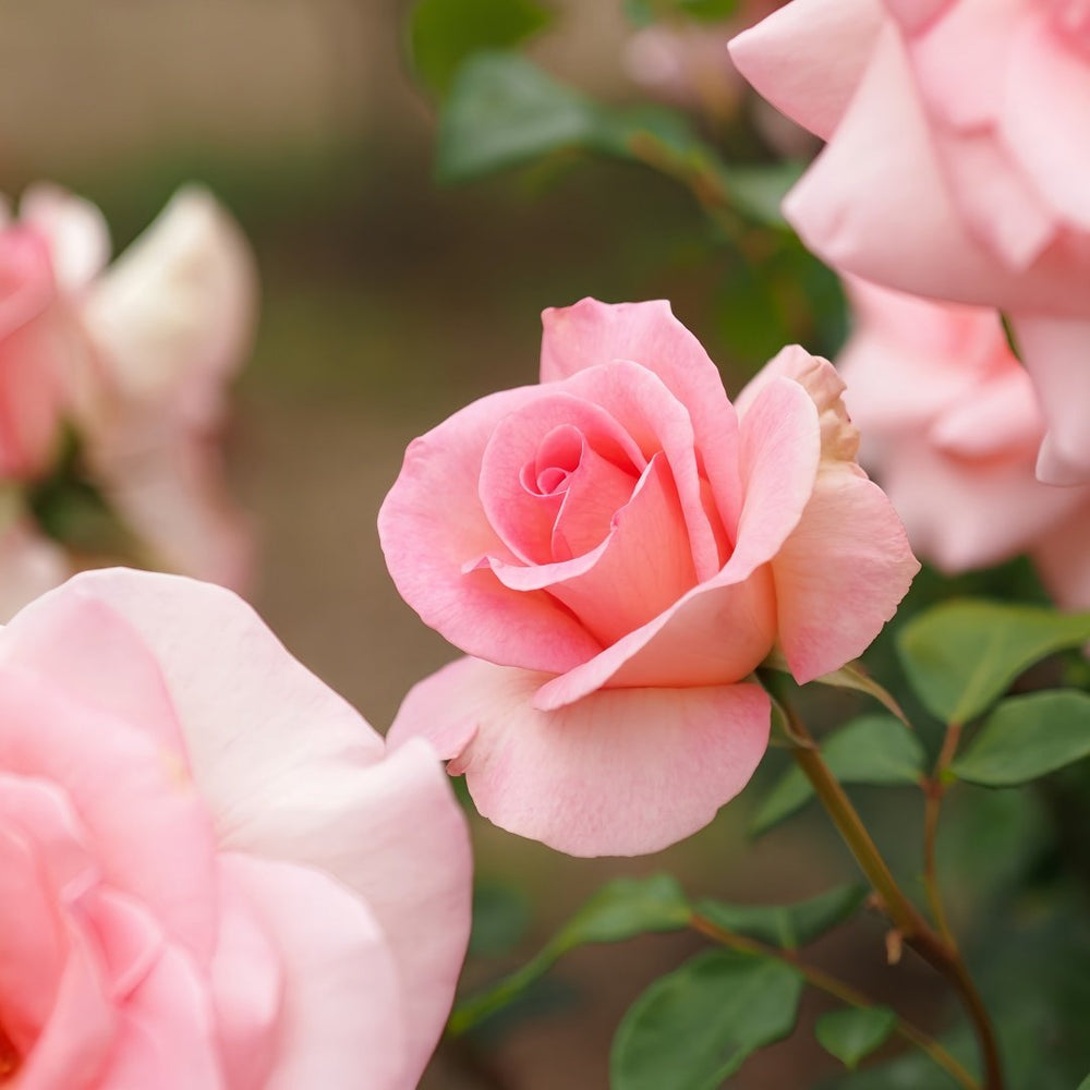 Summer Lady Rose Plant|夏日女士 image 4