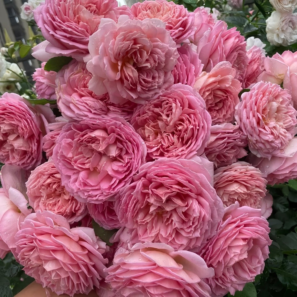 Jubilee Celebration Rose Plant｜银禧庆典 image 9