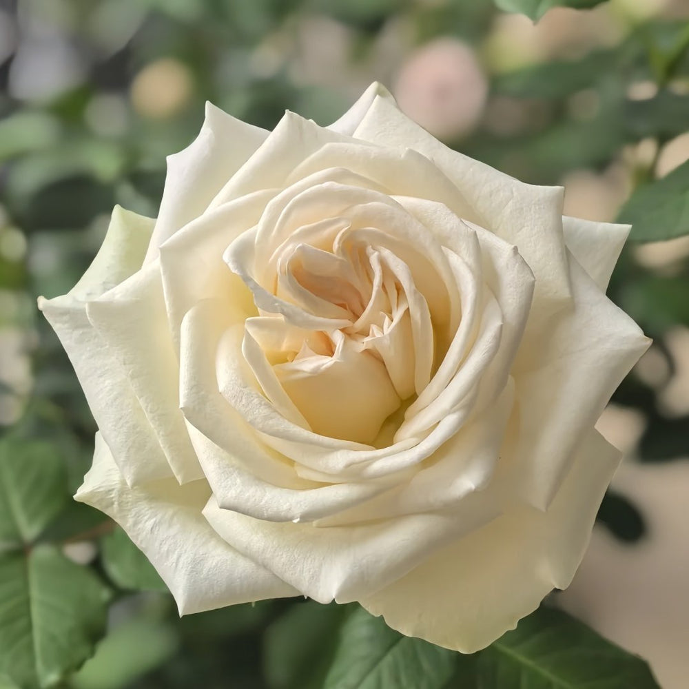 White O′Hara Rose Plant｜白哈娜 image 5